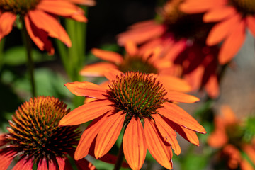 Flowers of  Echinacea - an herb stimulating the immune system