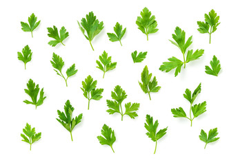 parsley leaves top view