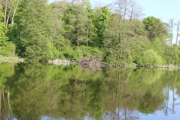 Fototapeta na wymiar Green trees are reflected in the water of a forest lake on a sunny summer day
