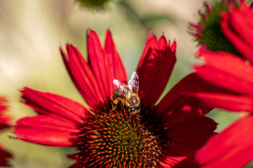 Flowers of  Echinacea - an herb stimulating the immune system