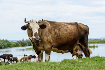 Cows on a green meadow in the industrial countryside outdoors near posts with blue clouds