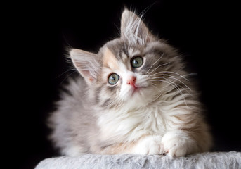 Pet animal; cute cat indoor. Cute kitten cat.