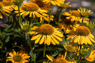 Rudbekia Yellow Daisy flowers in ornamental garden