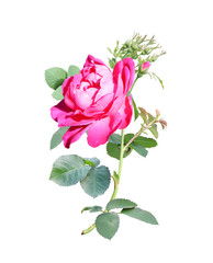 Obraz premium Branch of rose with red flowers