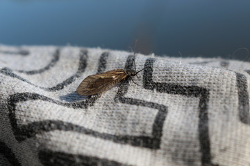 A winged insect sits on a fabric on a summer day