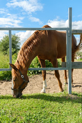 Horse in a paddock grazing the grass