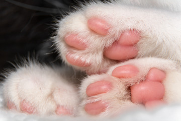 Close-up of cat's paws with pink pads.