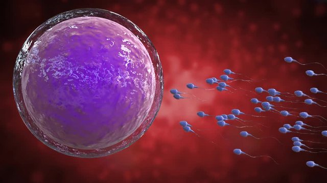 3d rendering sperm fertilize with ovum 4k footage
