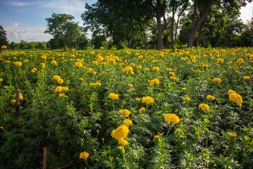 Obraz premium Marigold garden