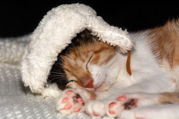 a tricolor cat sleeps on a white blanket in a winter hat, on a dark background.