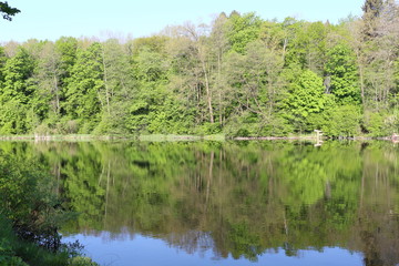 
Green trees are reflected in the water of a forest lake on a sunny summer day