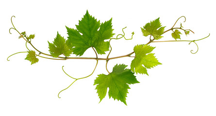 Small branch of grape vine on white background - obrazy, fototapety, plakaty