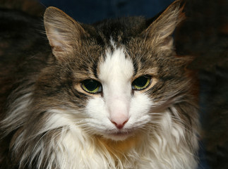Head portrait of a white-brown domestic cat