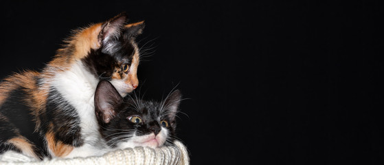 black and white and tricolor kittens sit in a wicker basket, on a dark background balls of thread, knitting needles.