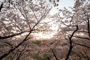 朝日に向かって咲いている沢山の桜