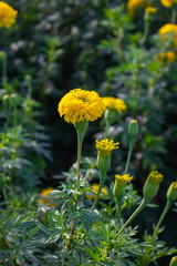 Marigold garden