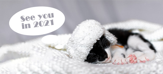 a black and white kitten sleeps on a blanket in a winter hat, next to the inscription see you in...
