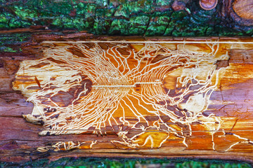 Bark beetle feeding tracks, galleries or feeding tunnels on the wood of a pine tree trunk. 
