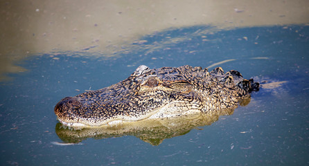 Head of the Nile crocodile on the surface of the water.