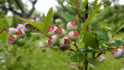 Unripe green with a red fringe large blueberries on a branch with green leaves.