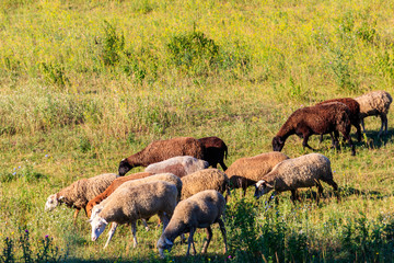 Flock of sheep grazing on a green meadow