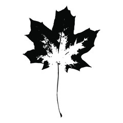 Imprint of a natural maple leaf. Isolated leaf of a tree. Botanical element for design, pattern, print, postcard, decor. Vector illustration.