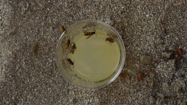 Wasps fallen inside glass, drowned into juice on sandy background, top down view