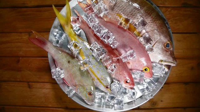 Zenith shot fresh group catch fish snappers turning to the right. Lutjanus analis, lutjanus apodus, ocyurus chrysurus, lutjanus campechanus, rhomboplites aurorub