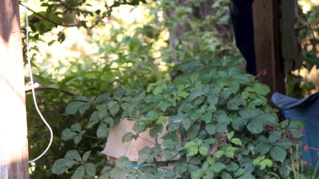 This is a slow moving shot of an overgrown American southern porch in eastern Texas in the wilderness, filled with junk and covered in leaves, shrubs and random objects, a clothes line as well.