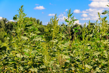 Iva xanthiifolia plants (Cyclachaena xanthiifolia, giant sumpweed, marsh-elder)