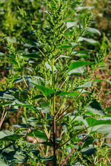 Iva xanthiifolia plants (Cyclachaena xanthiifolia, giant sumpweed, marsh-elder)
