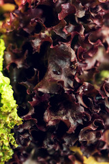 Macro organic fresh red ans green lettuce