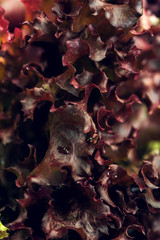 Macro organic fresh red lettuce on table