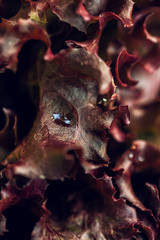 Macro organic fresh red lettuce with drop in sunlight