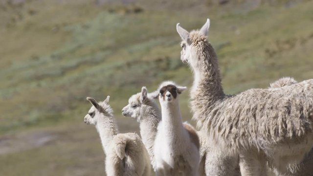 A wild llama and its children on a grass hill in the Peruvian Andes.
