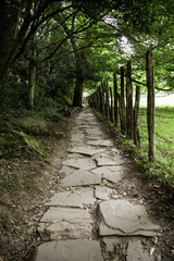 Wild road in a forest