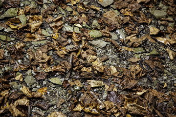 Wet dry leaves in a forest