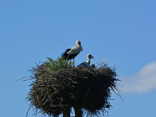 A stork standing in its nest with two babies on the electricity post with blue sky background