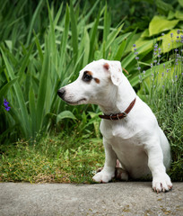 White Jack Russel terrier dog