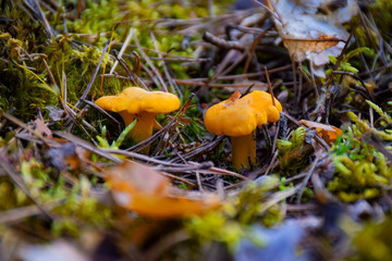 Orange Chanterelle Mushrooms Growing in Northern European Forest