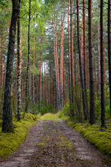 Path in the Woods of Northern Europe in Summer