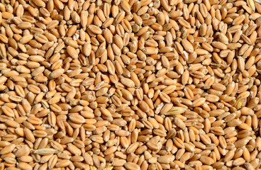 Wheat grain as the texture of the background.