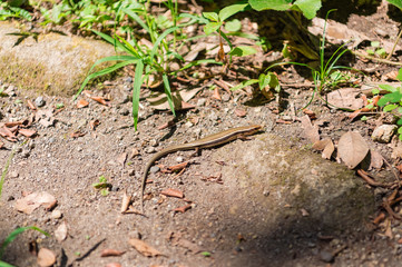 千葉県安房郡鋸南町の鋸山にいたトカゲ