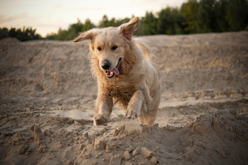 Golden retriever running on beach