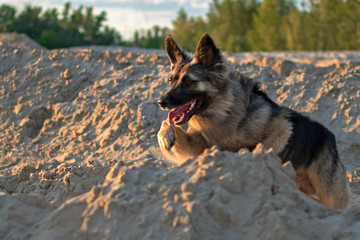 Flying german shepherd on the beach