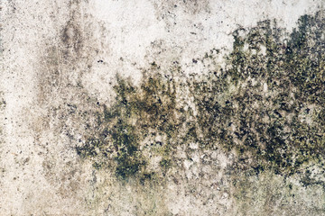 Moss stains on cement wall use for background