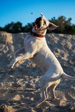 American Bulldog Playing With Ball