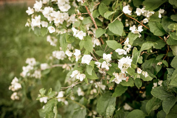 garden bush with small white flowers. background. wallpaper