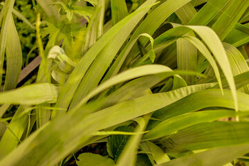 Green tropical plant close-up. Abstract natural floral background Selective focus