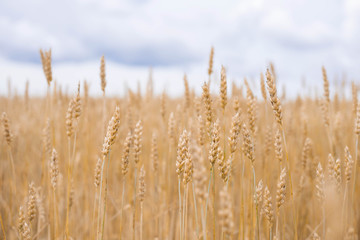 spikelets of rye in the field close up soft focus